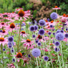 25 Blue GLOBE THISTLE Echinops Ritro Southern Globethistle Pollinator Flower Seeds