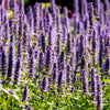 100 ORGANIC Superior LICORICE MINT Agastache Rugosa Korean Tea Herb Purple Flower Seeds