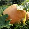 10 Dill's ATLANTIC GIANT PUMPKIN Up to 2000 lb Cucurbita Vegetable Seeds