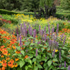 100 HELENIUM ' AUTUMN LEAVES ' Mix Helenium Autumnale Sneezeweed Mixed Colors Flower Seeds