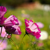 200 COSMOS SEASHELLS Cosmos Bipinnatus Sea Shells Flower Seeds