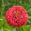 250 SALMON QUEEN ZINNIA Elegans California Giant Double Flower Seeds