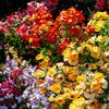 50 CARNIVAL MIX NEMESIA Strumosa Mixed Colors Flower Seeds