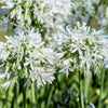 25 WHITE LILY of the NILE Agapanthus Orientalis African Lily Flower Seeds
