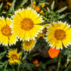 500 TIDY TIPS Layia Platyglossa Native Yellow & White Flower Seeds