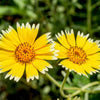 500 TIDY TIPS Layia Platyglossa Native Yellow & White Flower Seeds