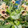 200 Black HENBANE Nightshade Hyoscyamus Niger Flower Seeds