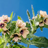 200 Black HENBANE Nightshade Hyoscyamus Niger Flower Seeds
