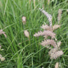 300 LITTLE BLUESTEM GRASS Schizachyrium Scoparius Seeds
