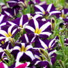 Star Mix Petunia Seeds – Mixed Colors Petunia Violacea Flower Seeds Red Blue Purple – photo 7