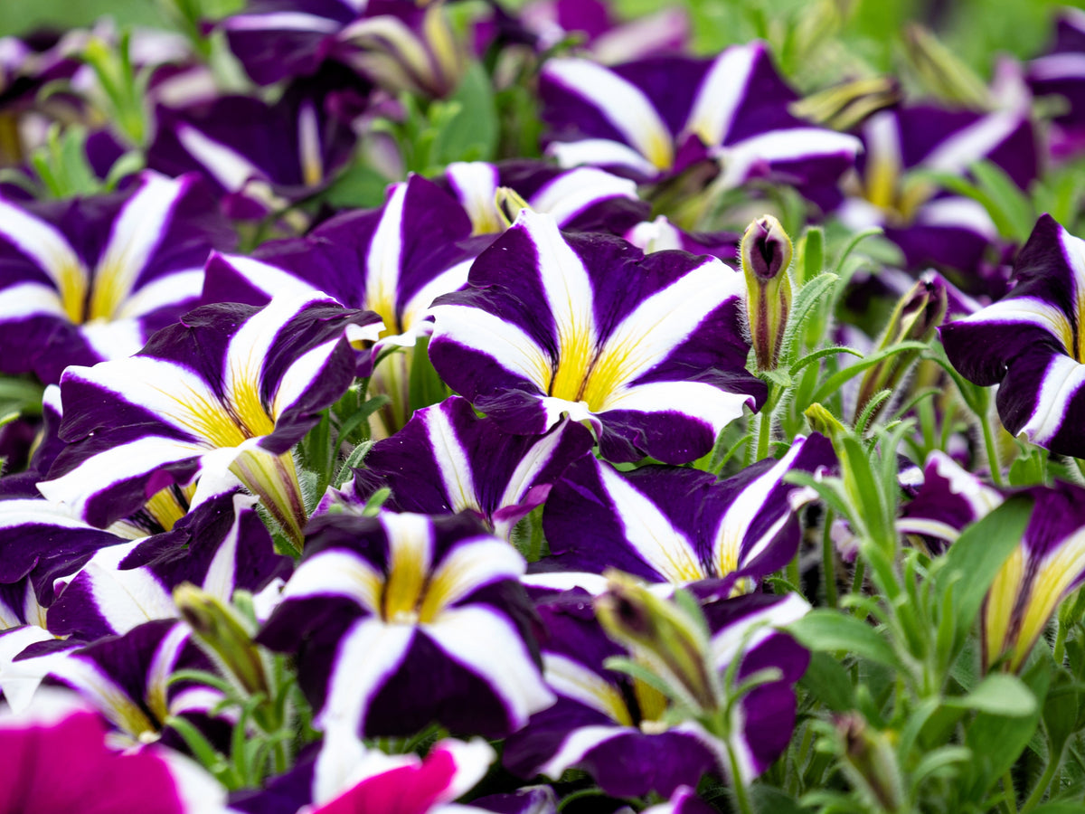 Star Mix Petunia Seeds – Mixed Colors Petunia Violacea Flower Seeds Red Blue Purple – photo 7