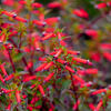 10 Red CIGAR PLANT Mexican Firecracker Cuphea Ignea Hummingbird Flower Seeds