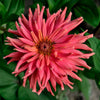 300 Burpeeana Giant Mix CACTUS FLOWERED ZINNIA Elegans Flower Seeds
