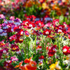 50 CARNIVAL MIX NEMESIA Strumosa Mixed Colors Flower Seeds