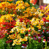 50 CARNIVAL MIX NEMESIA Strumosa Mixed Colors Flower Seeds