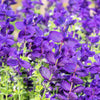 50 BLUE Monday CLARY SAGE Salvia Viridis Horminum Herb Flower Seeds