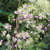 5 CHINESE MEADOW RUE Pink Yunnan Thalictrum Dipterocarpum Delavayi Flower Seeds