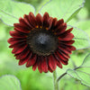 25 Red VELVET QUEEN SUNFLOWER Helianthus Annuus Flower Seeds