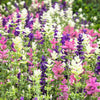 75 TRICOLOR CLARY SAGE Mix Blue Pink White Salvia Viridis Horminum Herb Flower Seeds