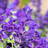 50 BLUE Monday CLARY SAGE Salvia Viridis Horminum Herb Flower Seeds