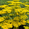 250 GOLD Golden Yellow YARROW Achillea Filipendulina Flower Seeds