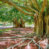 50 BANYAN / BANYAN FIG TREE East Indian Ficus Benghalensis Aerial Root Houseplant Seeds