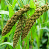 100 FOXTAIL MILLET Setaria Italica Ornamental Grass Flower Seeds
