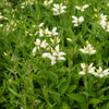 50 WHITE TURTLEHEAD Chelone Glabra Flower Seeds
