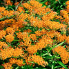 30 ORANGE BUTTERFLY MILKWEED Asclepias Tuberosa Flower Seeds