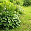 10 HOSTA ELEGANS Shade Lover Flower Seeds