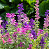 75 TRICOLOR CLARY SAGE Mix Blue Pink White Salvia Viridis Horminum Herb Flower Seeds