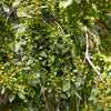 50 CHINESE ELM TREE (Lacebark) Ulmus Parvifolia Seeds