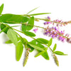 200 SHOWY PINK TREFOIL Stick Tights Desmodium Canadense Flower Seeds