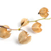 100 APPLE OF PERU Shoofly Plant Nicandra Physalodes Violet Blue Flower Seeds