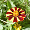 100 COURT JESTER MARIGOLD French Tagetes Patula Nana Red Yellow Striped Flower Seeds