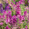 50 'PINK Sundae' Clary SAGE / SALVIA Viridis Horminum Herb Flower Seeds