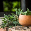 50 MOTHERWORT (Lions Tail / Heartwort) Leonurus Cardiaca Herb Flower Seeds
