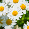 100 White DWARF CREEPING DAISY Chrysanthemum Paludosum Flower Seeds