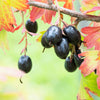 20 GOLDEN CURRANT SHRUB Black Fruit Yellow Flower Ribes Chrysobotrya Aurea Seeds