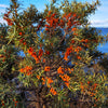 100 SEABERRY Sea Buckthorn Elaeagnus Hippophae Rhamnoides Orange Berry Fruit Shrub Yellow Flower Silver Foliage Seeds