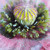 50 Organic AMAZING GREY POPPY Papaver Rhoeas Silvery Gray Flower Seeds