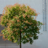 10 DWARF GOLDEN RAIN TREE Koelreuteria Paniculata Nana Yellow Flower Seeds