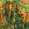 10 GOLDEN DEWDROP Duranta Erecta Repens Golden Foliage Blue Violet Purple White Flower Orange Ornamental Berry Shrub Seeds