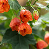 30 Mixed Colors FLOWERING MAPLE (Chinese Bell Flower) Abutilon Hybridum Shrub Bush Small Tree Seeds