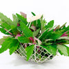 100 GIANT GOOSEFOOT Chenopodium Giganteum Purple Magenta Spreen Vegetable Seeds