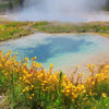 250 YELLOW MONKEY FLOWER Mimulus Grandiflorus Perennial Flower Seeds