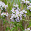 400 HAIRY MOUNTAIN MINT Pycnanthemum Pilosum Herb Flower Seeds