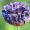 50 Organic AMAZING GREY POPPY Papaver Rhoeas Silvery Gray Flower Seeds