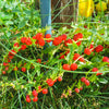 100 STRAWBERRY STICKS / SPINACH Chenopodium Foliosum Fruit Berry Seeds