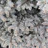Grow Your Own CHRISTMAS TREE - Colorado Blue Spruce ( Picea Pungens Glauca ) Gift Packet of Tree Seeds